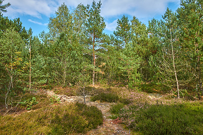 Buy stock photo Beautiful green pine trees on the Carpathian mountains in Ukraine. Pleasing morning mountain forest scenery with blue cloudy sky in the background. A pine tree forest on a sunny day with green lush.