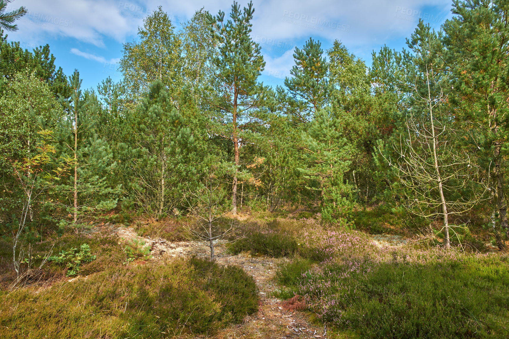 Buy stock photo Beautiful green pine trees on the Carpathian mountains in Ukraine. Pleasing morning mountain forest scenery with blue cloudy sky in the background. A pine tree forest on a sunny day with green lush.