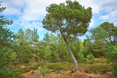 Buy stock photo Pine tree forest with green shrubs on a cloudy blue sky. Lush greenery in a secluded land or undisturbed nature environment. A beautiful wild hiking spot for discovery, adventure and exploration