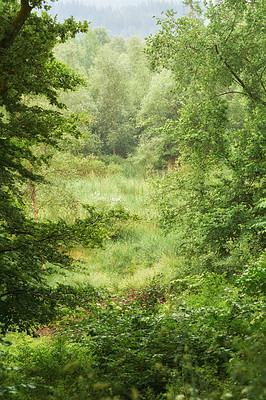 Buy stock photo Copyspace and scenic landscape of trees growing in a remote uncultivated forest in Norway. Overgrown and lush green woods in a quiet and tranquil environment.  Discovering peace in mother nature