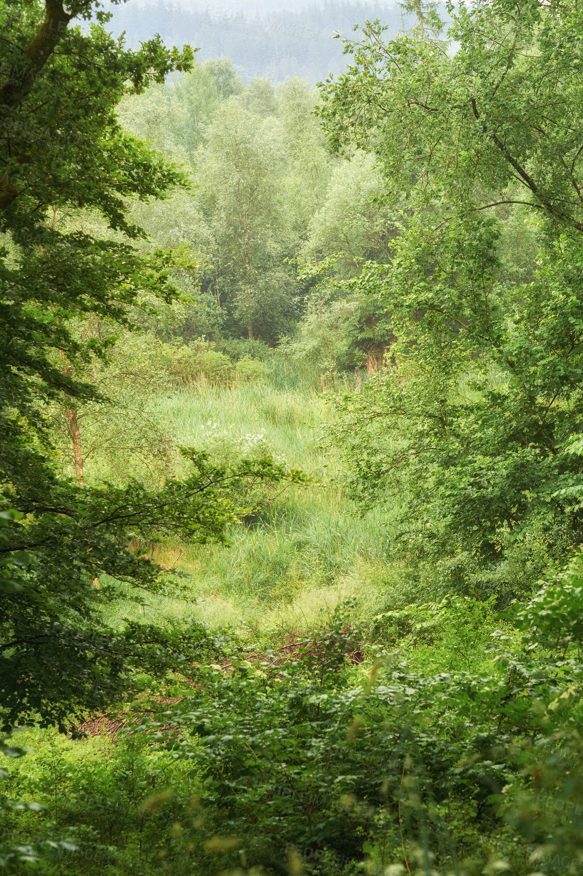 Buy stock photo Copyspace and scenic landscape of trees growing in a remote uncultivated forest in Norway. Overgrown and lush green woods in a quiet and tranquil environment.  Discovering peace in mother nature