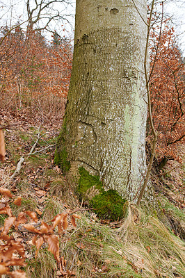 Buy stock photo Hardwood forest uncultivated - Denmark