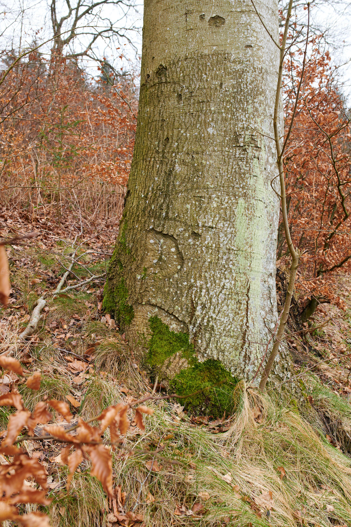 Buy stock photo Hardwood forest uncultivated - Denmark