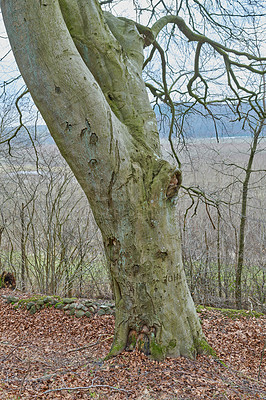 Buy stock photo Hardwood forest uncultivated - Denmark