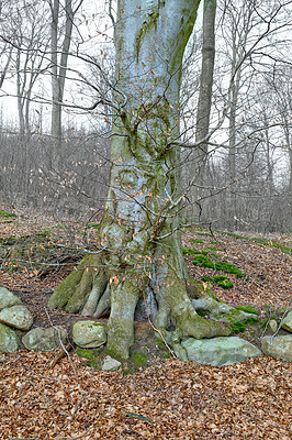 Buy stock photo Hardwood forest uncultivated - Denmark