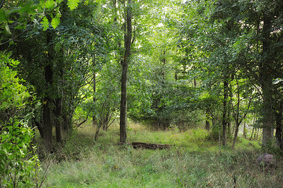 Buy stock photo Beech trees growing in a remote uncultivated forest, meadow or countryside in Norway. Overgrown, lush, green woods in quiet, serene, tranquil, calm, zen landscape. Discovering peace in mother nature