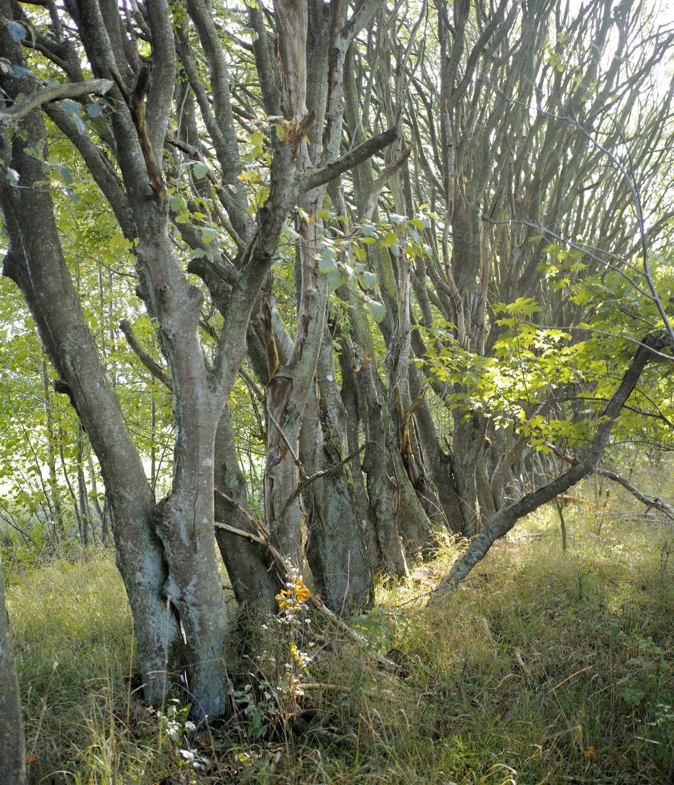 Buy stock photo Hardwood forest uncultivated - Denmark