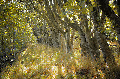 Buy stock photo Hardwood forest uncultivated - Denmark