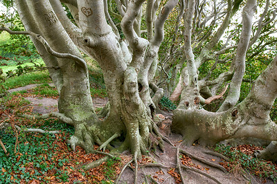 Buy stock photo Hardwood forest uncultivated - Denmark