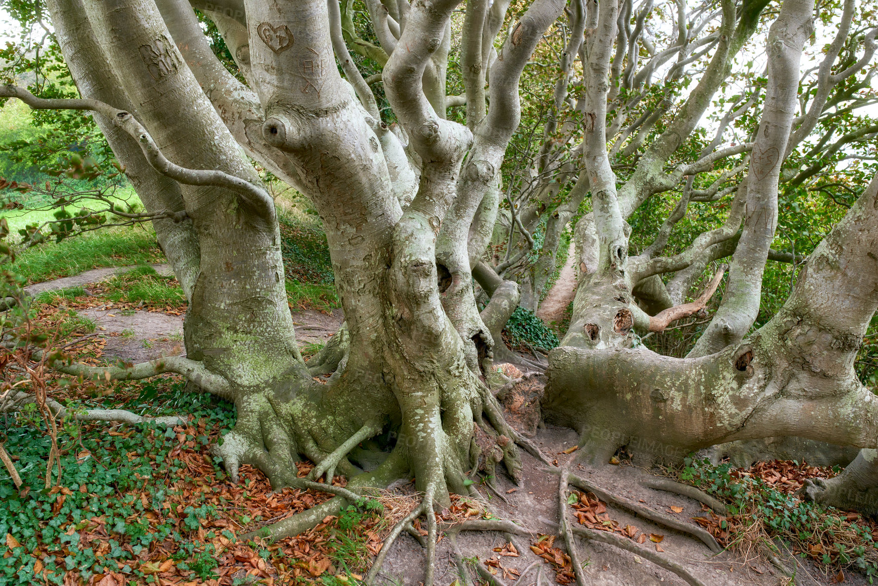 Buy stock photo Hardwood forest uncultivated - Denmark