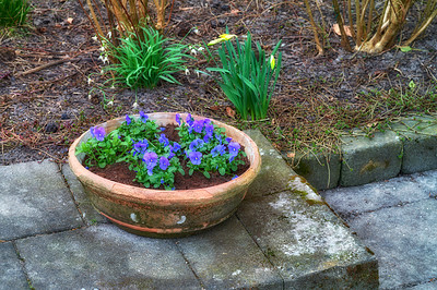 Buy stock photo Cropped shot of a well kept garden