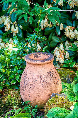 Buy stock photo Cropped shot of a well kept garden