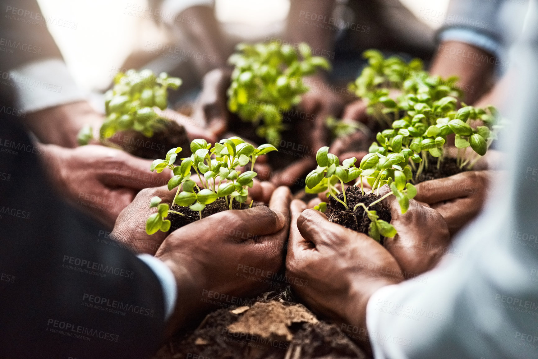 Buy stock photo Plants, business hands and group of people gardening, agriculture or sustainable growth, teamwork and startup. Palm, plant and circle of women and man with sustainability, agro project or investment