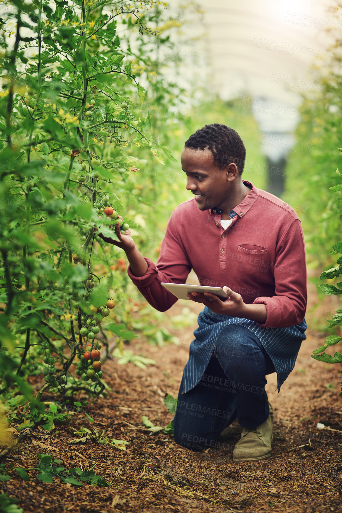 Buy stock photo Greenhouse, tablet and tomato farmer check vegetables, organic plants or monitor growth progress. Black man, food and technology for quality inspection in nature for agriculture, production or smile