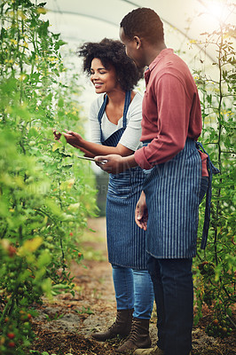 Buy stock photo Farming, tablet and team by crops for growth, development and quality assurance in greenhouse. Happy woman, man and technology by tomatoes for inspection, sustainability and progress for agriculture