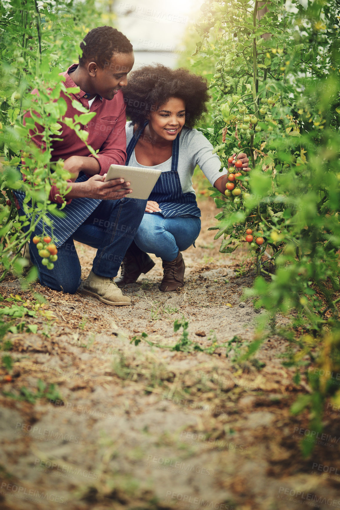 Buy stock photo Farming, tablet and team by plants for growth, development and quality control in greenhouse. Happy woman, man and technology by tomatoes for inspection, production and progress for agriculture