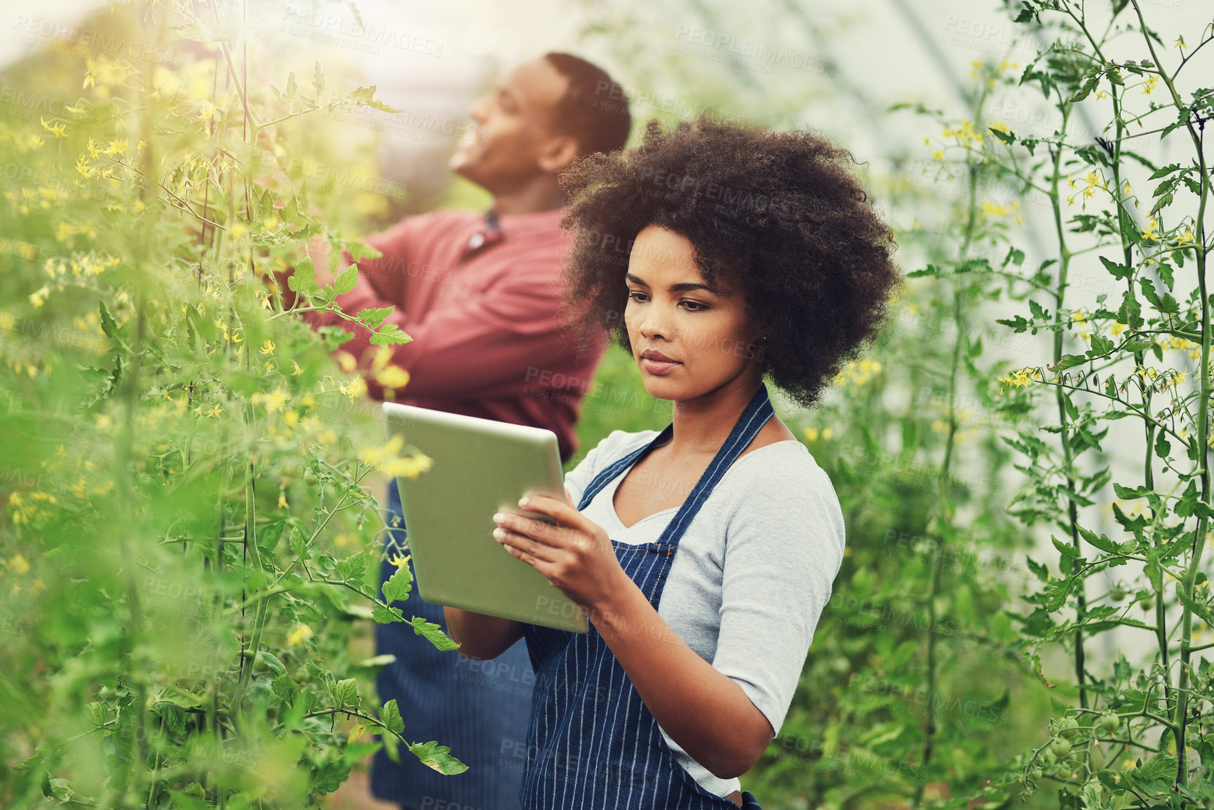 Buy stock photo Full length shot of young farm couple using a tablet while checking their crops