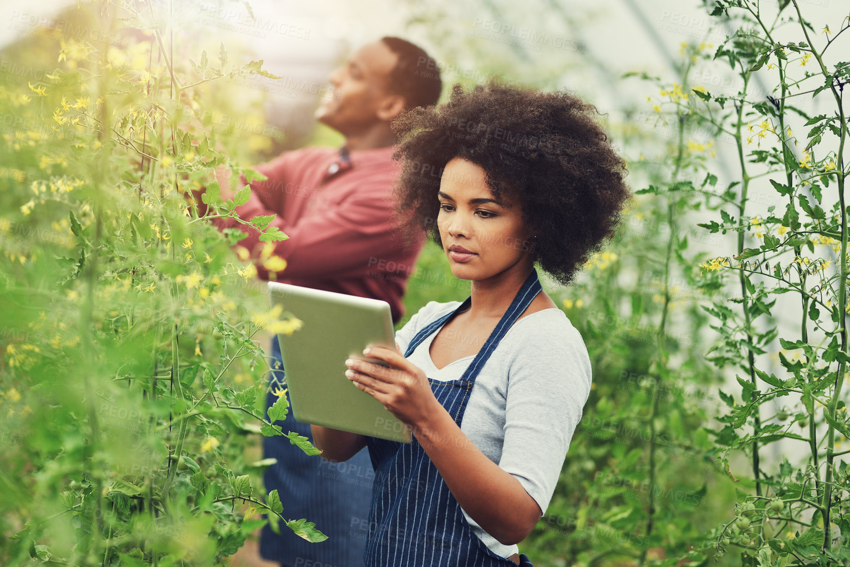 Buy stock photo Business people, plants and agriculture with tablet at farm for harvesting, monitoring or fresh produce. Young, man and woman with technology for natural conversation, production or greenhouse crops