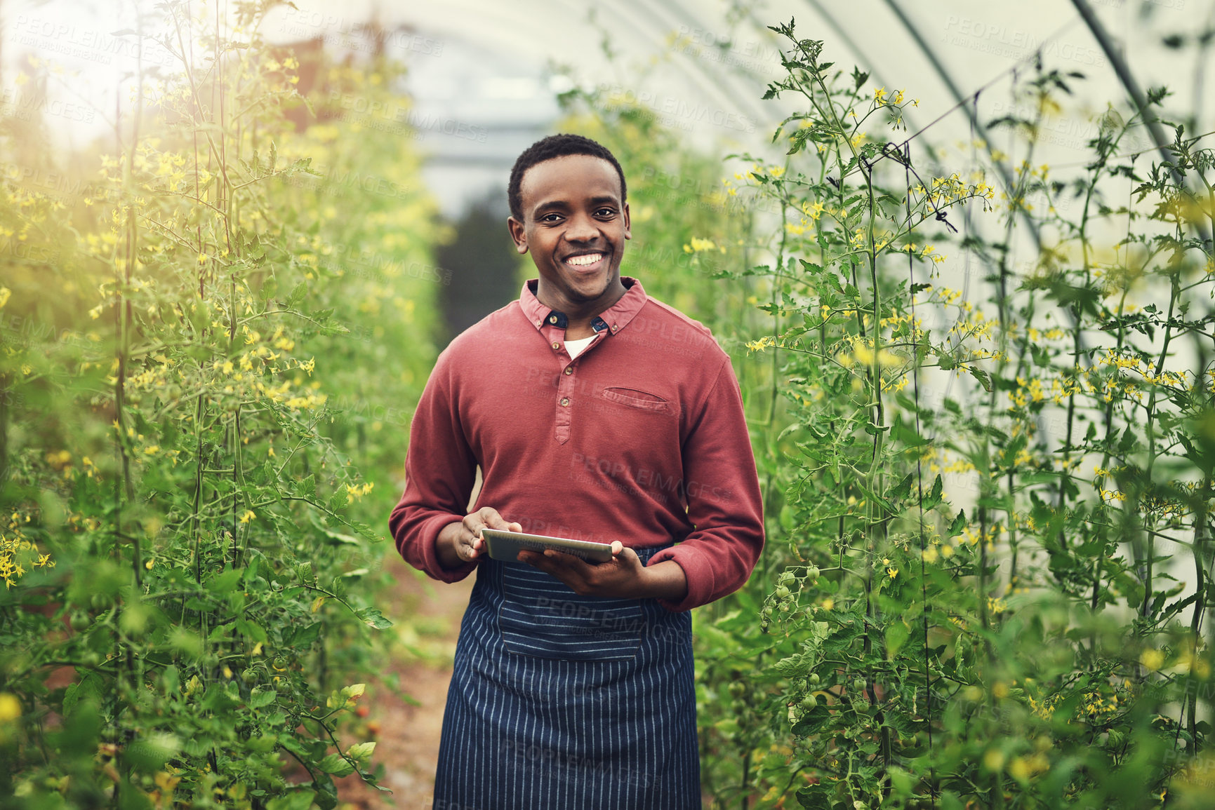 Buy stock photo Happy black man, portrait or farmer with tablet in greenhouse for crops, harvest or natural agriculture. Young, male person or smile with technology for agro conservation or fresh produce in Ethiopia