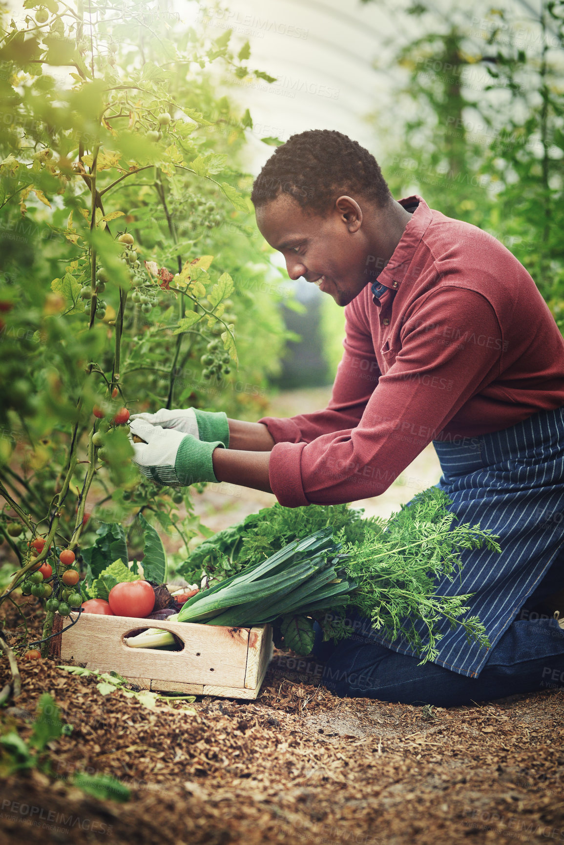 Buy stock photo Tomatoes, farmer and happy black man harvest vegetables, organic food or fresh production. Farming, person and picking plant in natural greenhouse for growth, commercial agriculture or quality yield