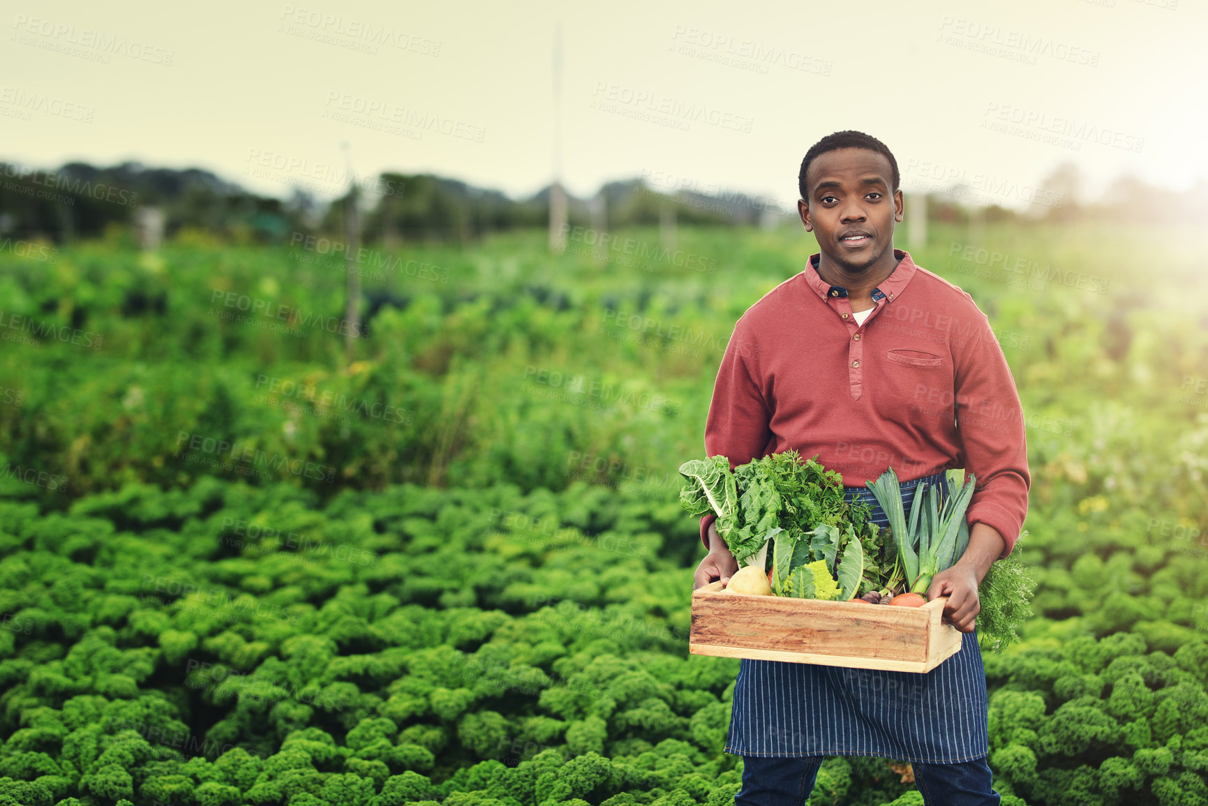 Buy stock photo Agriculture, vegetables and portrait with black on farm for sustainability, environment and food supplier. Growth, plants and eco friendly with person in countryside for permaculture and soil health