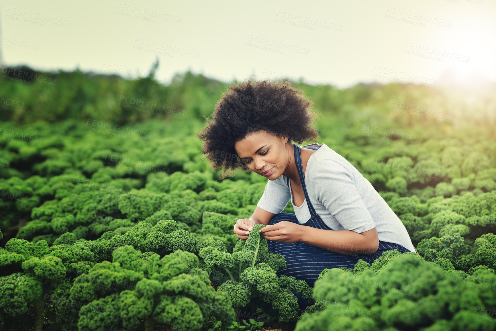Buy stock photo Agriculture, field and growth with woman on farm for sustainability, environment and vegetables supplier. Farmer, plants and eco friendly with person in countryside for permaculture and soil health