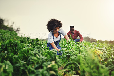 Buy stock photo Shot of an attractive young female farmer with her husband in the background