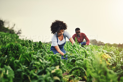 Buy stock photo Agriculture, farming and plant with couple in field for sustainability, environment and vegetables. Growth, harvest and eco friendly with people in countryside for permaculture and soil health