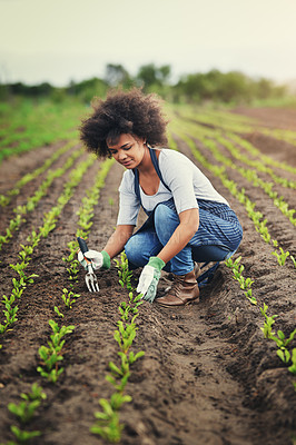 Buy stock photo Sustainability, plant and nature with woman in field for agriculture, environment and production. Growth, harvest and eco friendly with person in countryside for permaculture, organic and farming