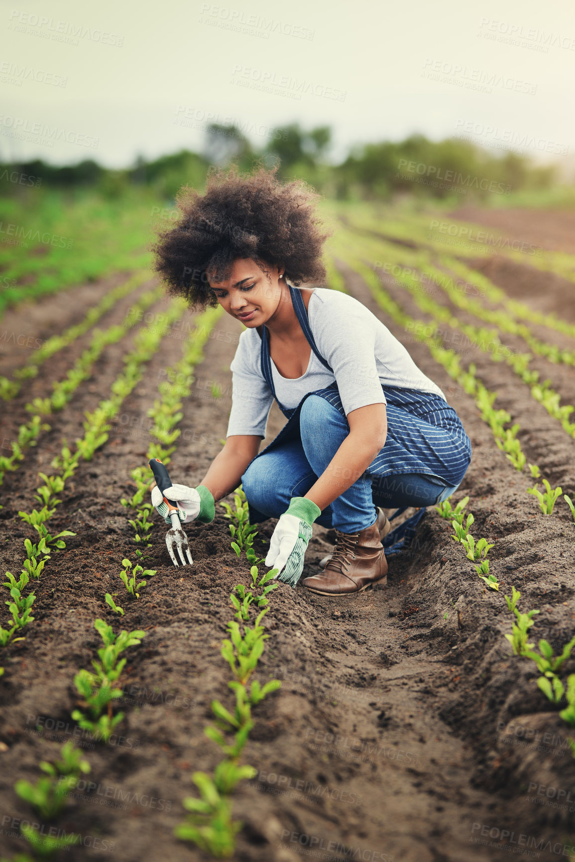 Buy stock photo Sustainability, plant and nature with woman in field for agriculture, environment and production. Growth, harvest and eco friendly with person in countryside for permaculture, organic and farming