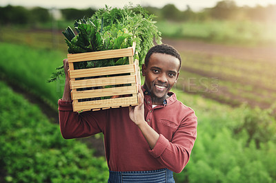 Buy stock photo Agriculture, farmer and box with portrait of black man in countryside for sustainability, environment and vegetables supplier. Growth, plants and farming with person in field for permaculture
