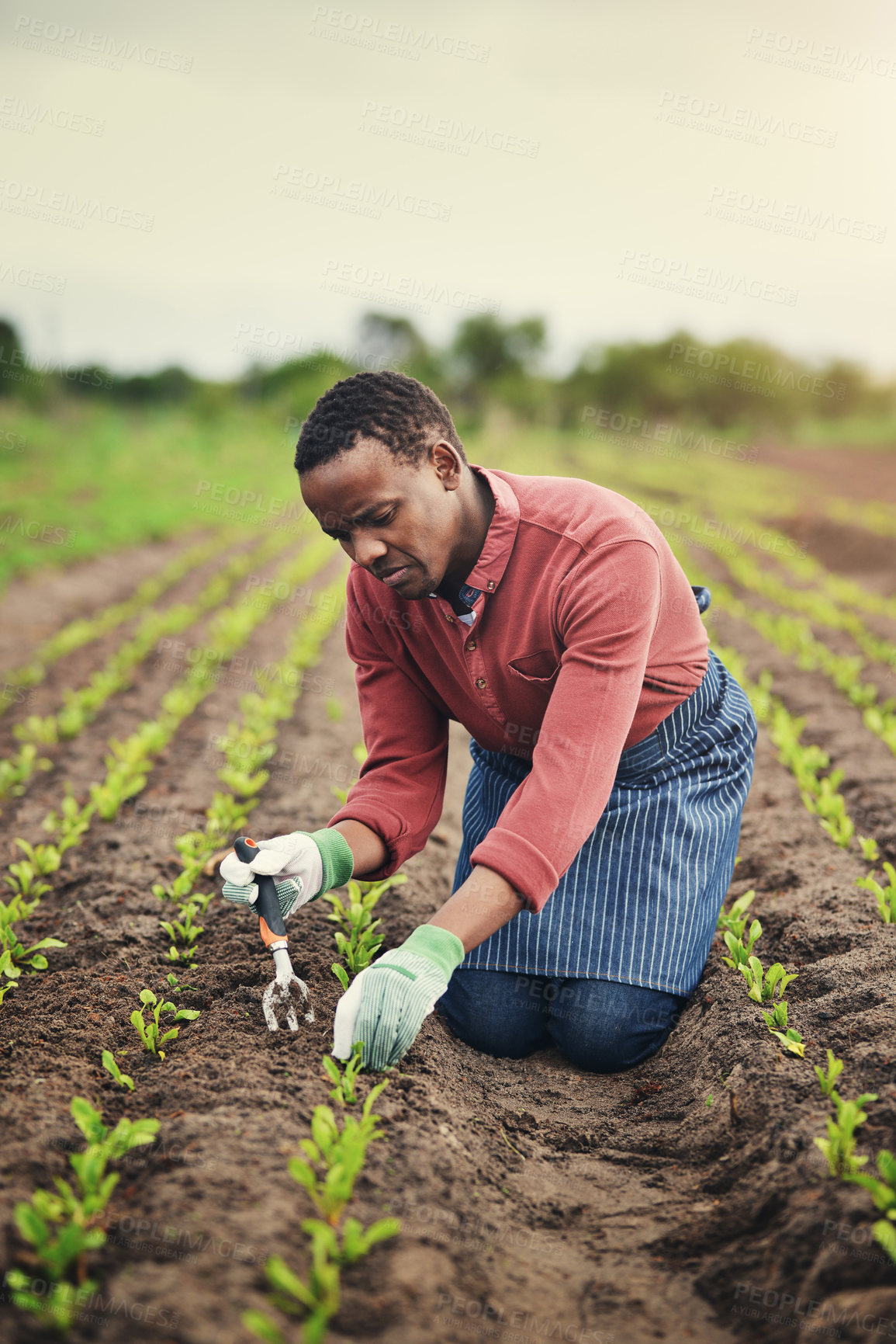 Buy stock photo Sustainability, plant and nature with black man in field for agriculture, environment and production. Growth, harvest and eco friendly with person in countryside for permaculture, organic and farming