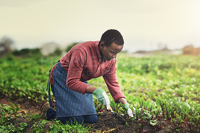 Buy stock photo Agriculture, plant and seed with black man in countryside for sustainability, environment and vegetables supplier. Growth, spring and farming with person in field for permaculture, organic or harvest