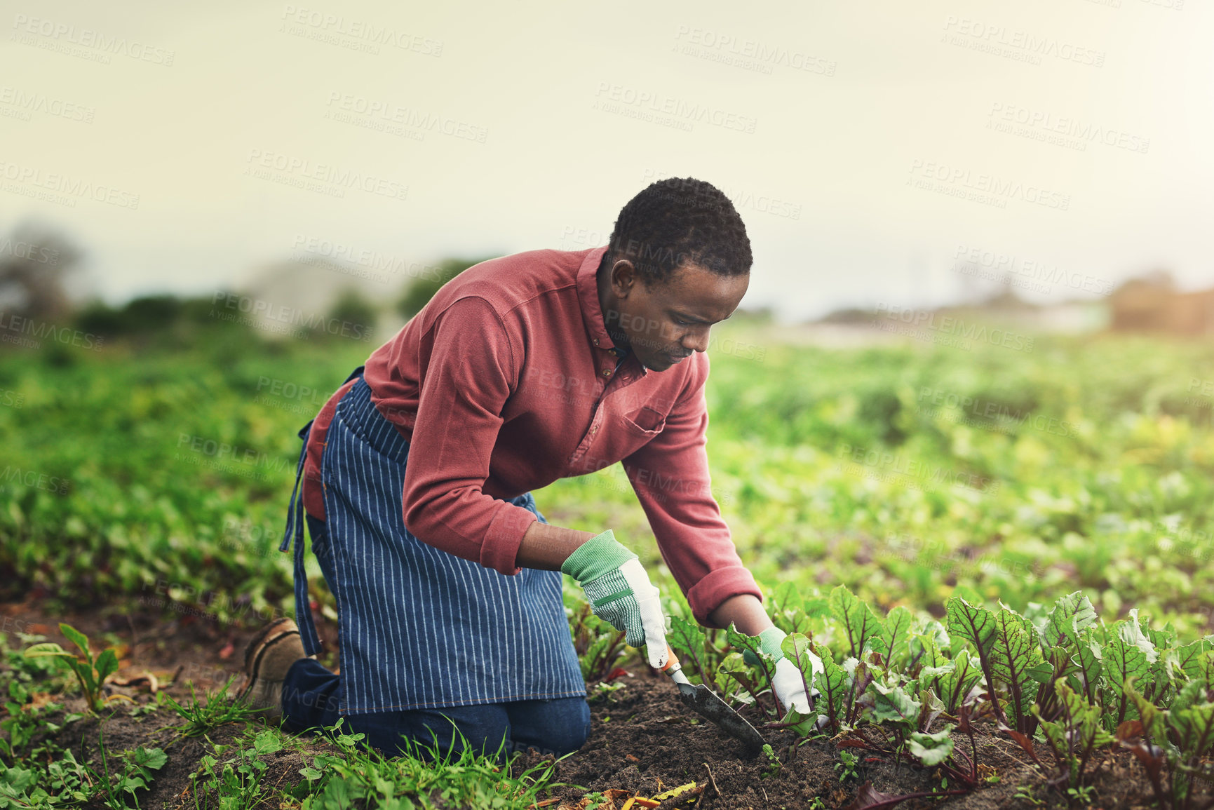 Buy stock photo Agriculture, plant and seed with black man in countryside for sustainability, environment and vegetables supplier. Growth, spring and farming with person in field for permaculture, organic or harvest