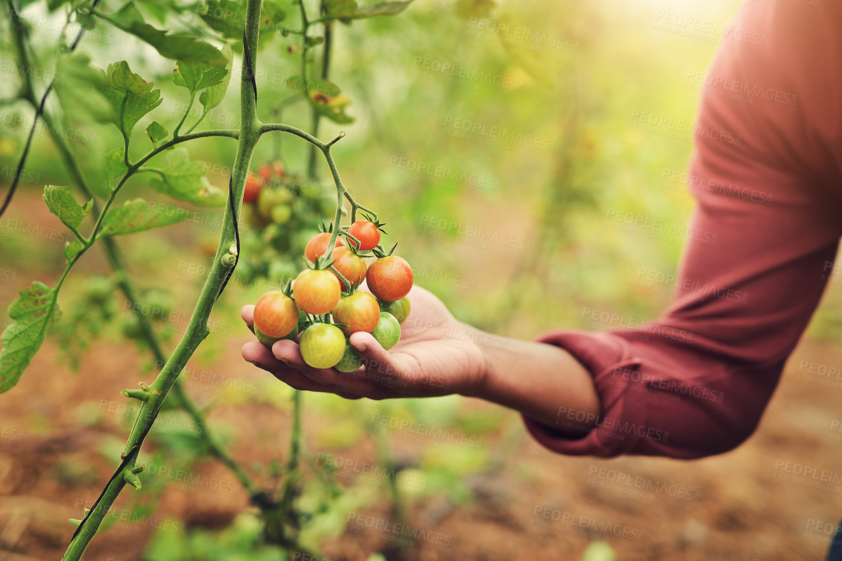 Buy stock photo Tomatoes, hands and farmer check food, organic vegetables and fresh production for harvest. Farming, plants and closeup of person in nature for growth, commercial agriculture and quality inspection