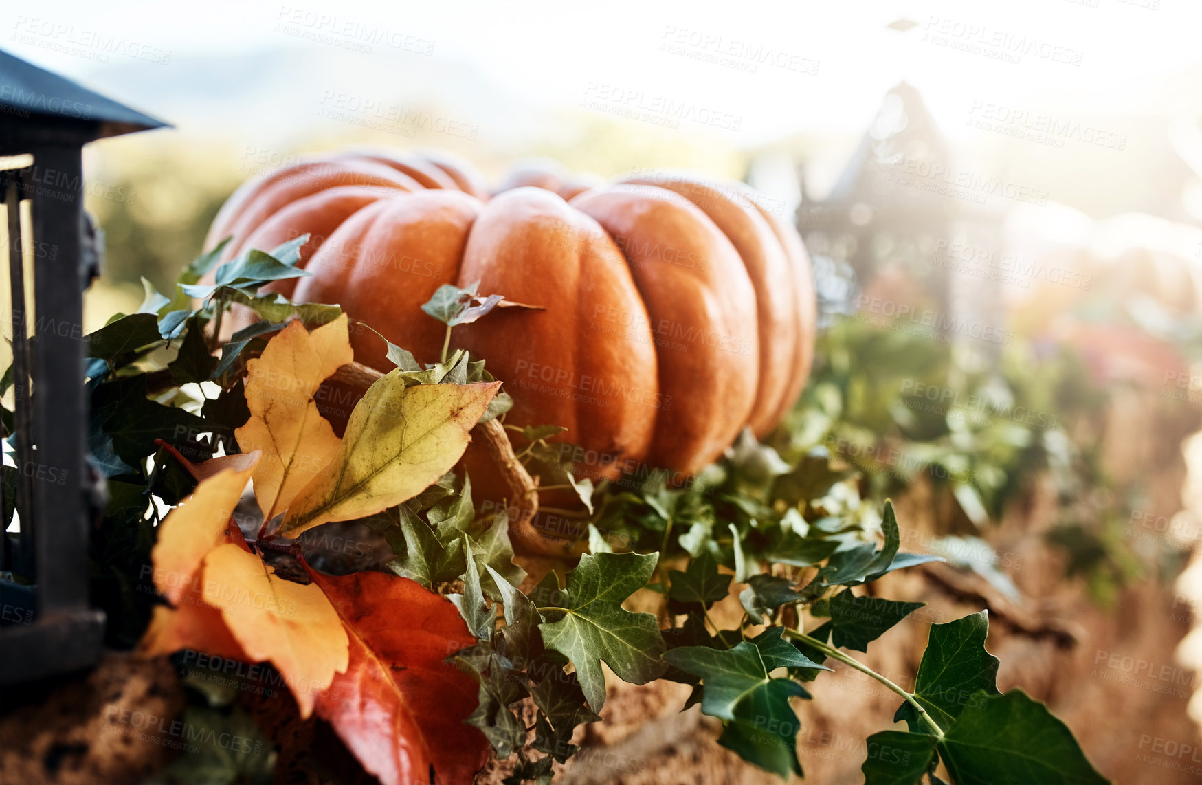 Buy stock photo Thanksgiving, holiday and pumpkin for decoration, outdoor and tradition for dessert of pie in festive. Canada, celebration and fruit for Harvest Day, feast and dinner from farm, healthy and morning