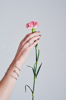 Buy stock photo Studio shot of an unrecognizable woman holding a flower against a grey background