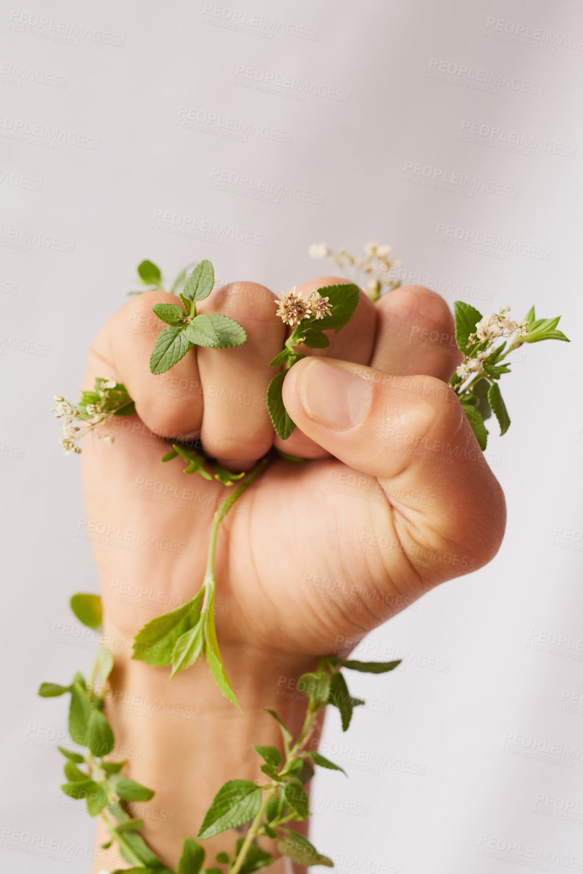 Buy stock photo Woman hand, green growth and fist for eco warrior, fight and revolution for sustainability protest. White background, studio and person with leaf and flower plant in hands for environment activist