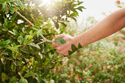 Buy stock photo Cropped shot of an unidentifiable young man shaking hands with a branch in his garden