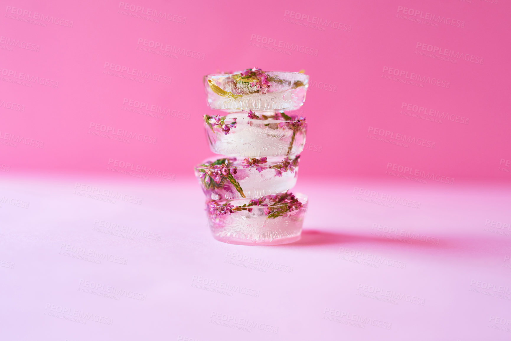 Buy stock photo Studio shot of flowers frozen into ice blocks against a pink background