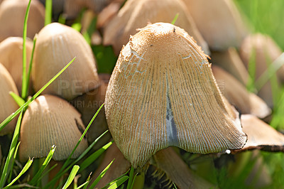 Buy stock photo Closeup of mushroom caps growing on a field under the sunlight. Details of a fungi textures with tiny bugs or insect pests on the top. Group of wild edible mushrooms growing between lush green grass