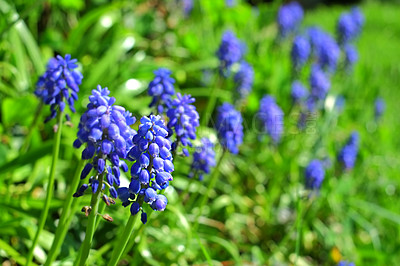 Buy stock photo A blue Muscari Botryoides flower in a garden with a blurred background. Close-up view of a beautiful grape hyacinth plant in nature. Blue flowers with long green leaves in the backyard.