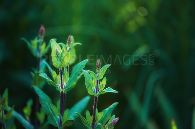 Buy stock photo Close up of purple Wood Sage growing in a garden with copyspace. Zoom in on textures and patterns of a wild plant growing on green stems in a forest or park. Herbs with vibrant leaves budding