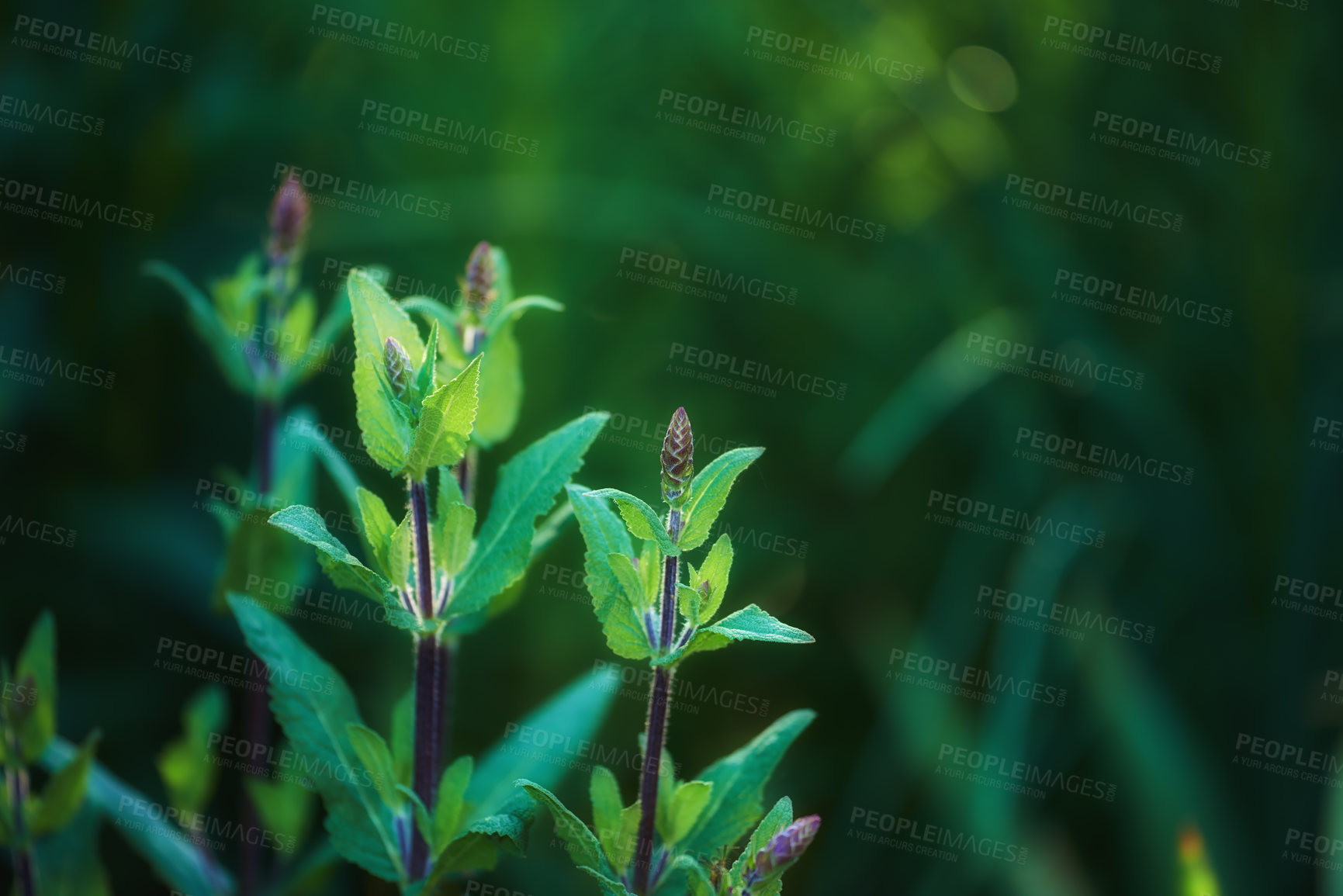 Buy stock photo Close up of purple Wood Sage growing in a garden with copyspace. Zoom in on textures and patterns of a wild plant growing on green stems in a forest or park. Herbs with vibrant leaves budding