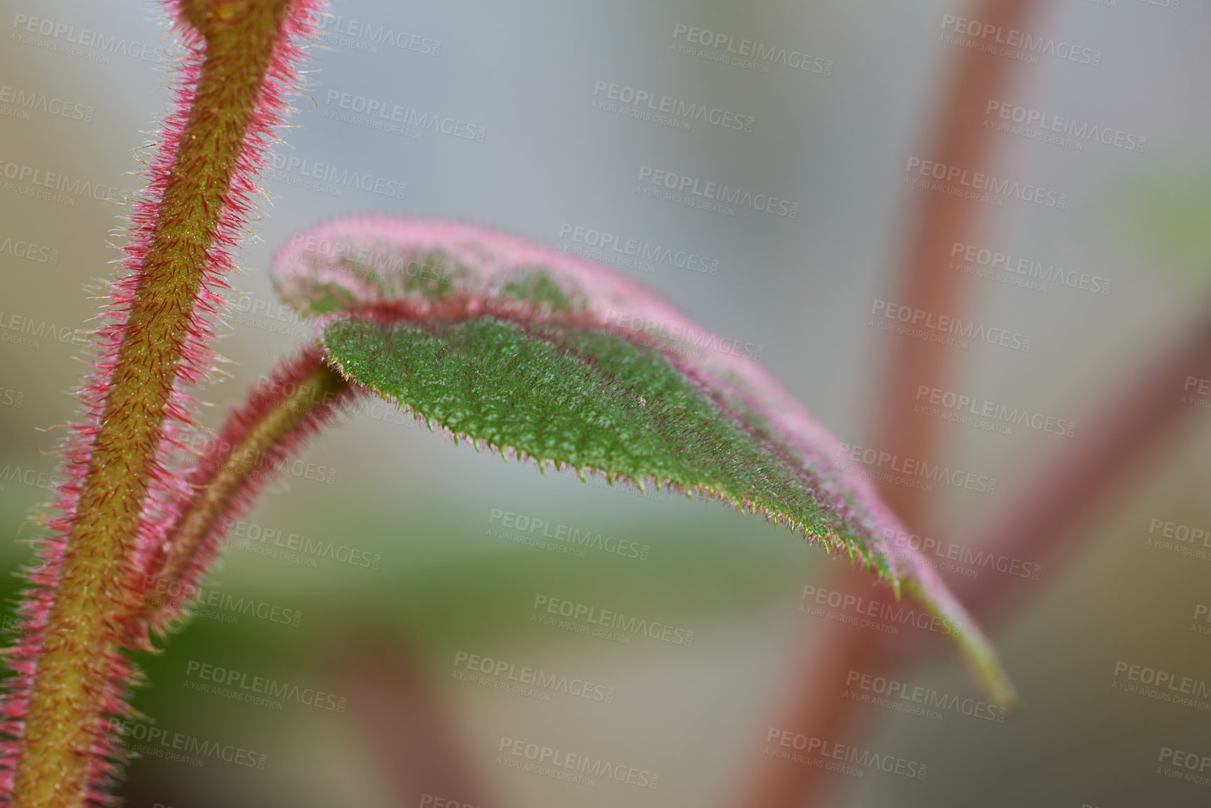 Buy stock photo Closeup leaf and stem of a hairy kiwi plant outside in nature against a blurry bokeh background with copy space. A spiked plant growing outdoors in its natural habitat or uncultivated ecosystem