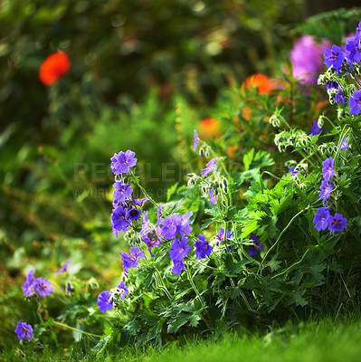 Buy stock photo Purple cranes-bill flowers in a green meadow or calm and serene home garden, blossoming and growing. Group of vibrant, delicate, fresh columbine plants blooming and flowering on a bush in a backyard