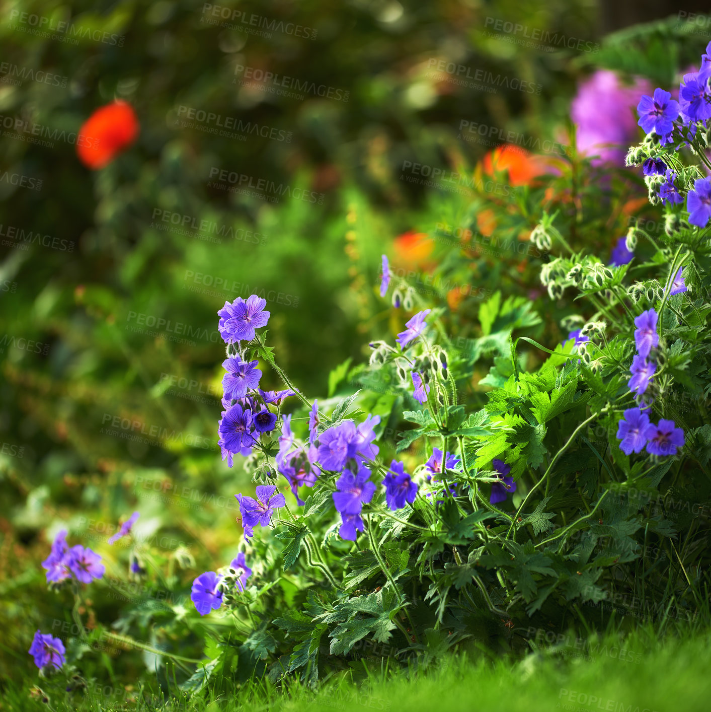 Buy stock photo Purple cranes-bill flowers in a green meadow or calm and serene home garden, blossoming and growing. Group of vibrant, delicate, fresh columbine plants blooming and flowering on a bush in a backyard