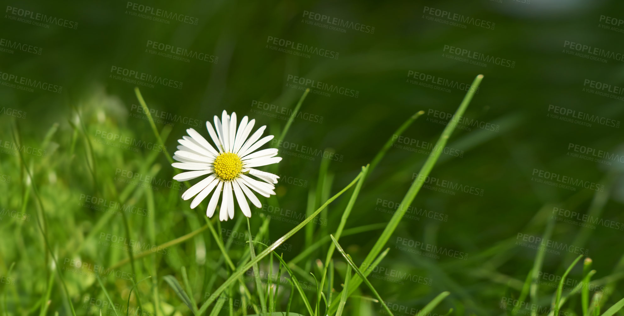 Buy stock photo Closeup of a common daisy flower growing in a home backyard or garden during summer or spring. Marguerite perennial flowering plants outside, budding among blades of tall, green grass outdoors