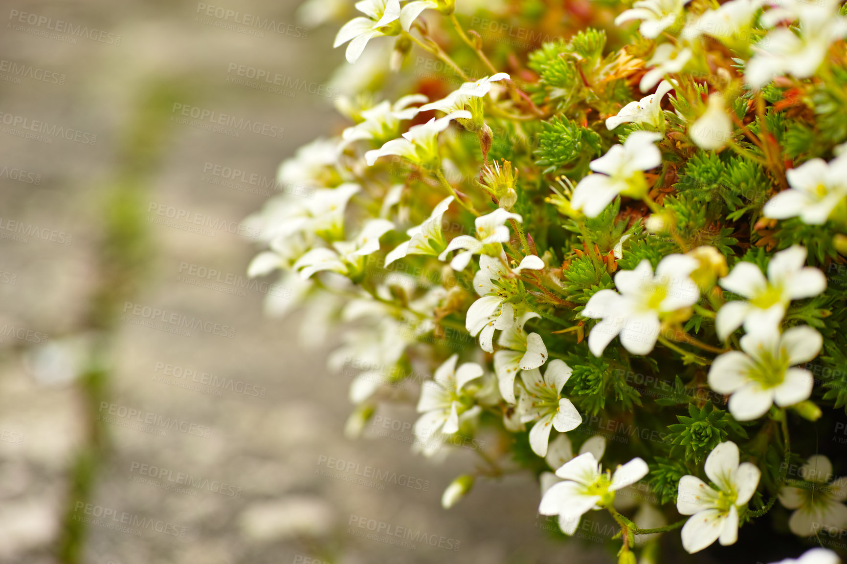 Buy stock photo A garden with blossoming yellow primrose flowers in a natural habitat on a sunny day. A bright flowering Primrose blooming in the garden or the backyard with a garden background. Copy space.