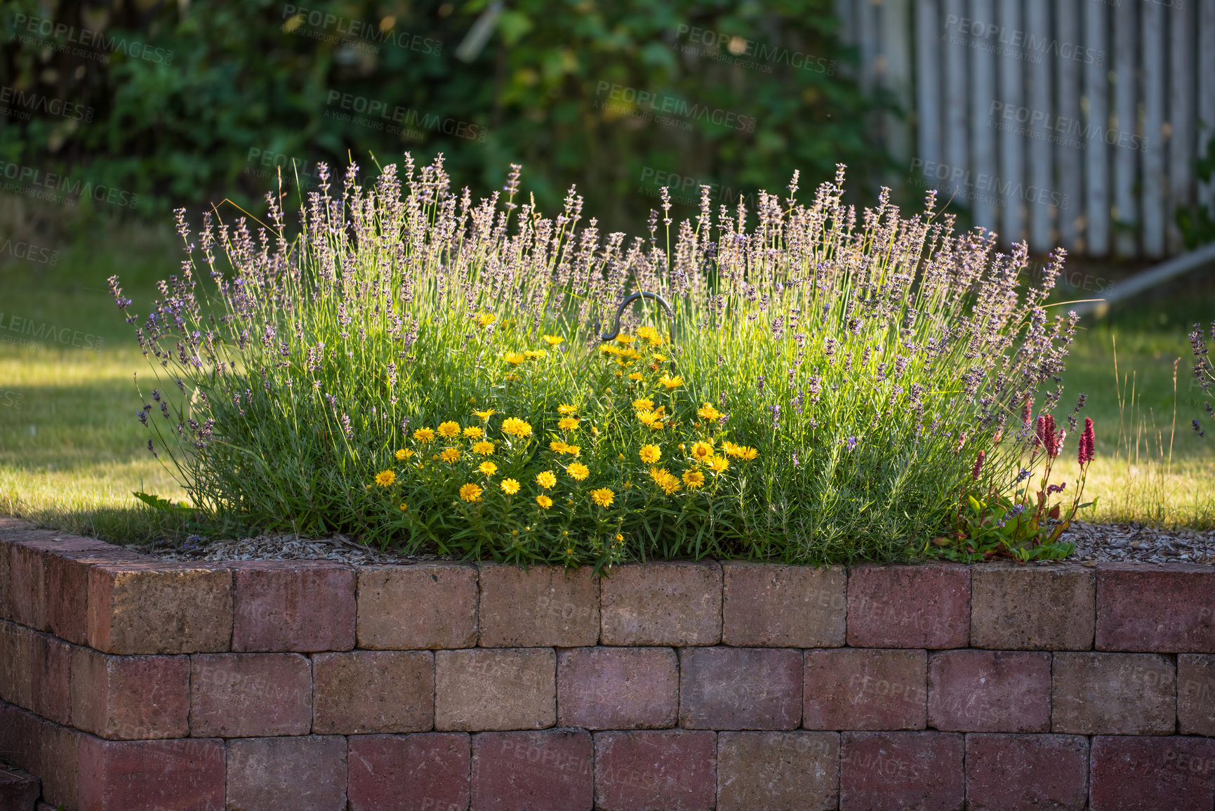 Buy stock photo Flowers blooming outside in a garden in spring. A beautiful flowerbed with yellow blossoms and lavender plants growing in the sunlight. Beautiful flower decorations for a colorful backyard